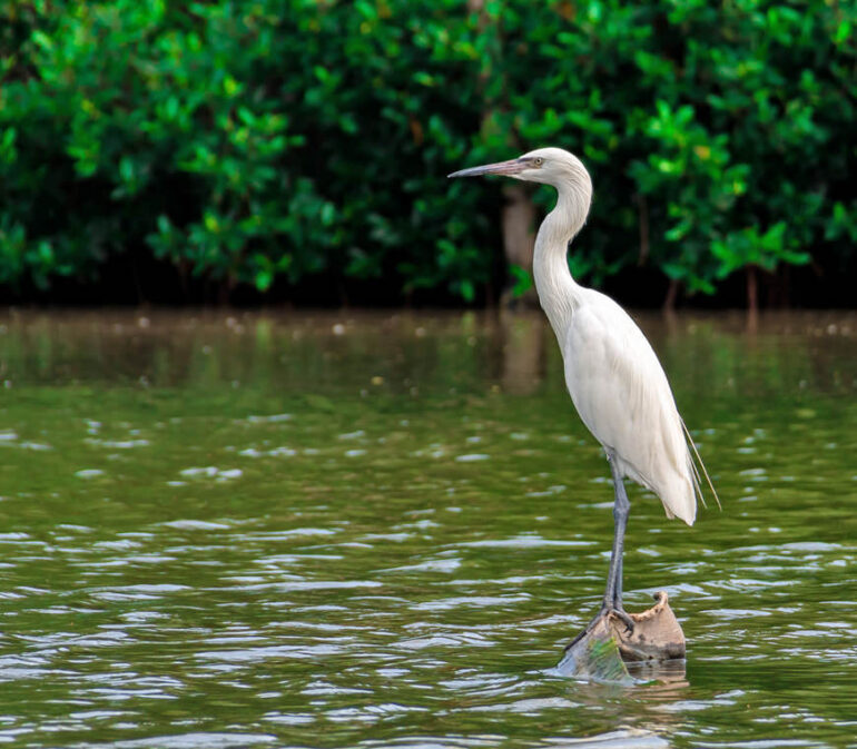 Cartagena La Boquilla5 Colombia Reis Atacama