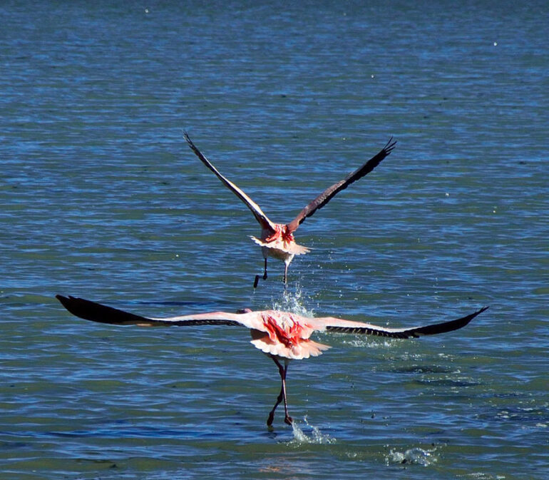 Atacama Bolivie Reizen Uyuni8 © Helen De Meyer