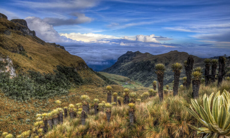 Koffiedriehoek7 Colombia Specialist Reis