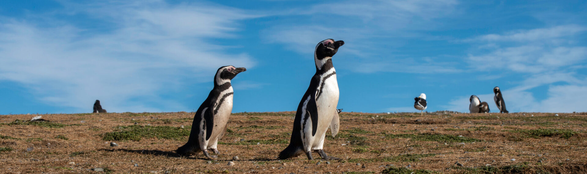 Magdalena Island Chili Reis