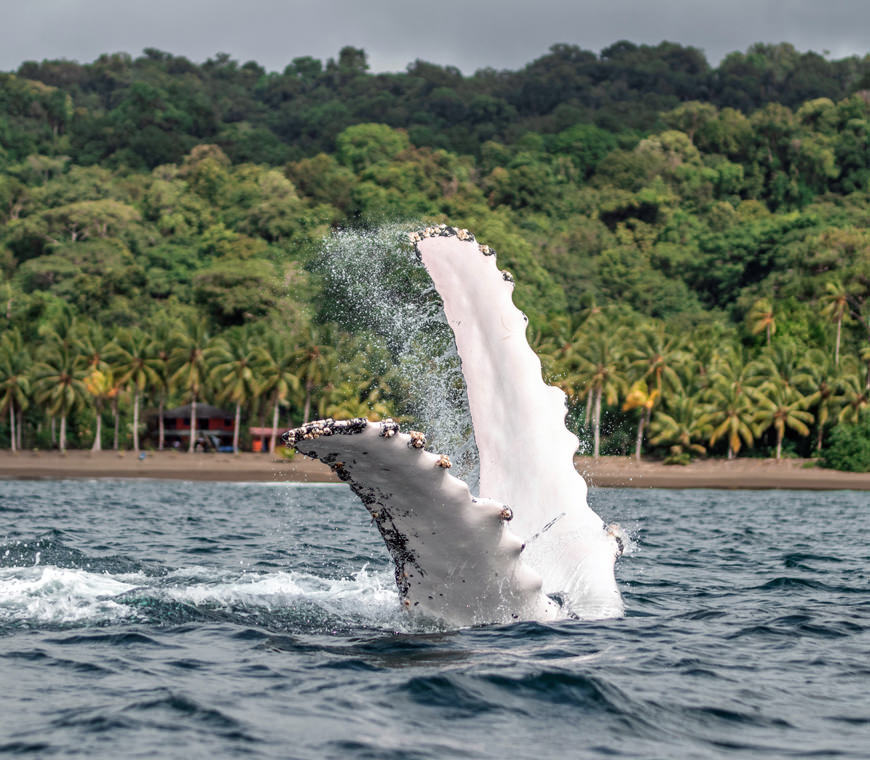 Pacific3 Colombia Reis Atacama Be