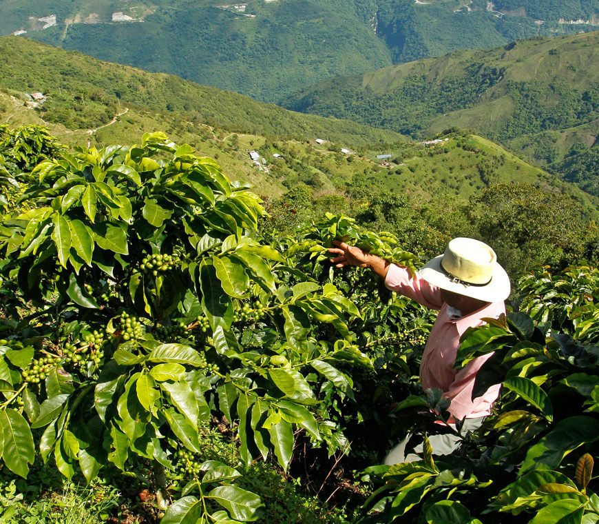 Zona Cafetera13 Colombia Reis Atacama