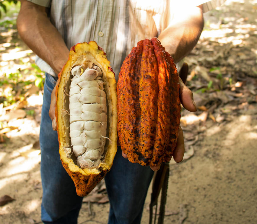 Zona Cafetera15 Colombia Reis Atacama