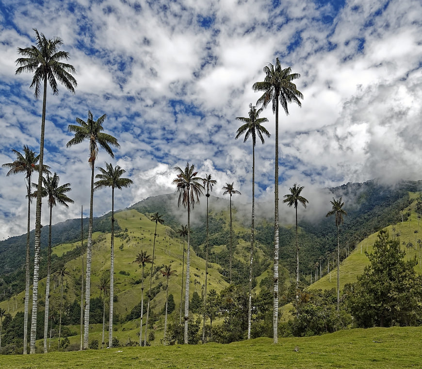 Zona Cafetera18 Colombia Reis Atacama
