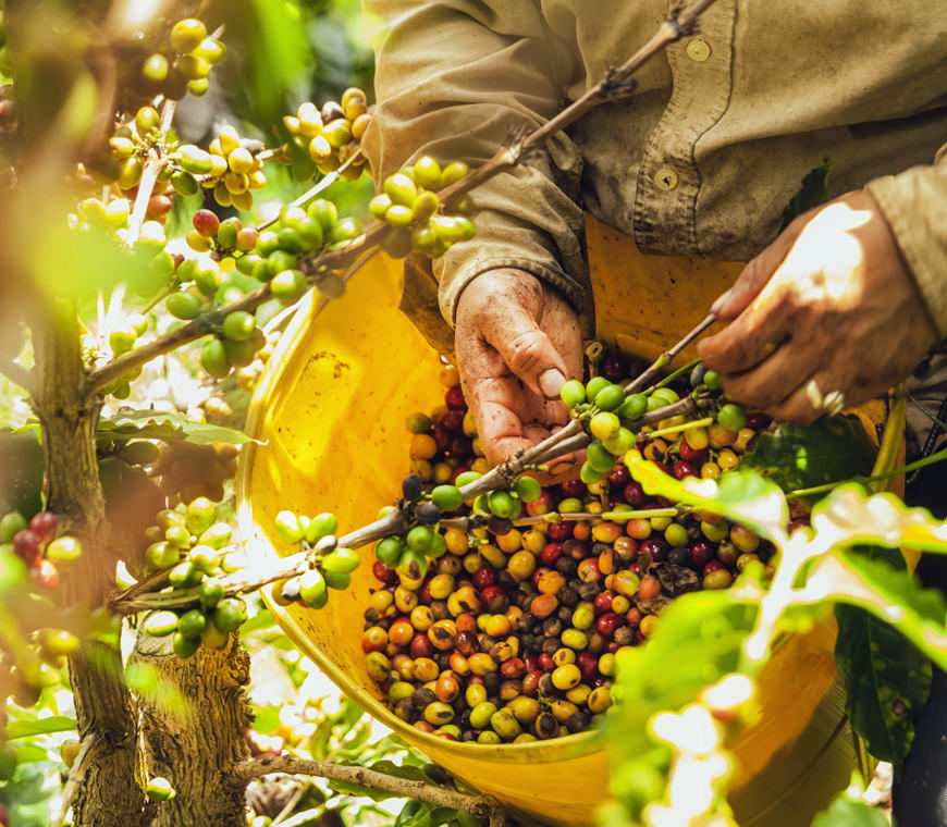 Zona Cafetera6 Colombia Reis Atacama