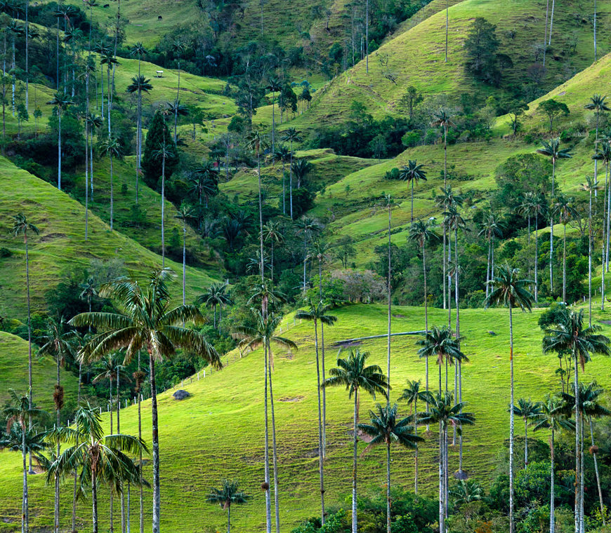 Zona Cafetera7 Colombia Reis Atacama