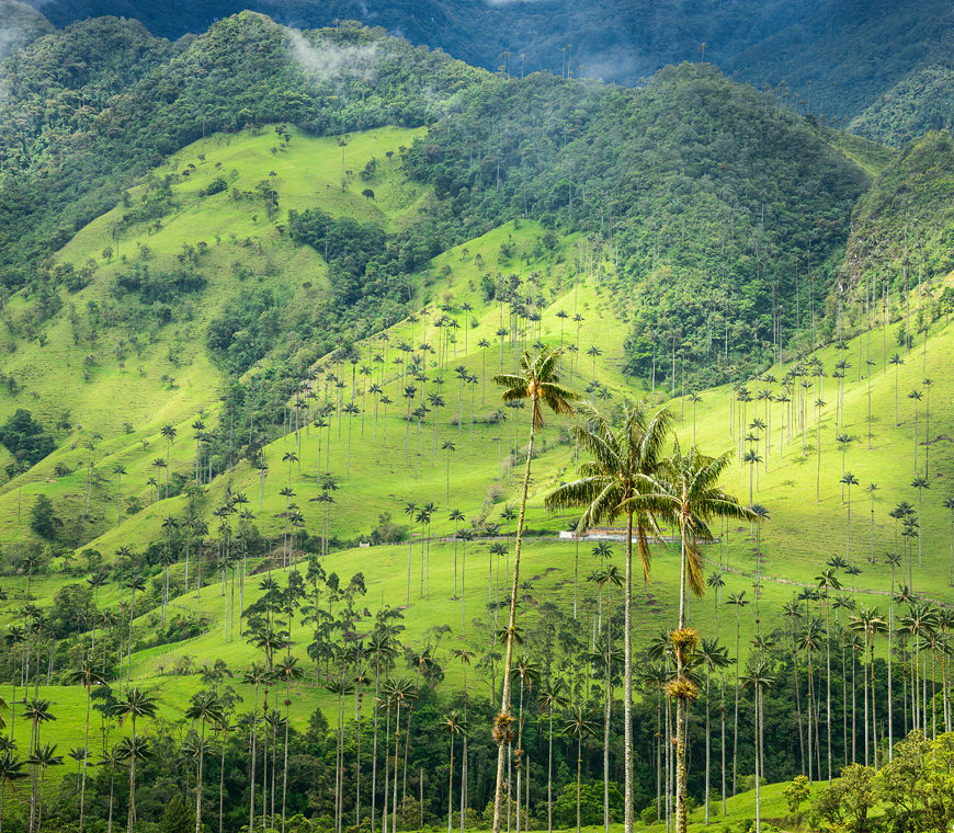 Zona Cafetera8 Colombia Reis Atacama