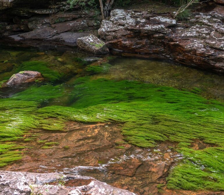 Cano Cristales Colombia 71