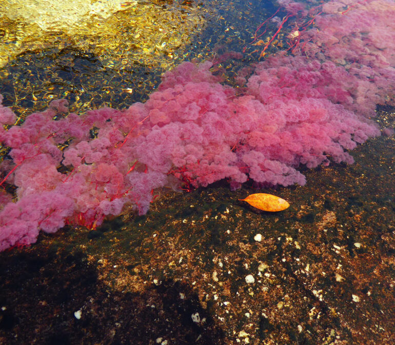 Cano Cristales2 Colombia Reis Atacama Be