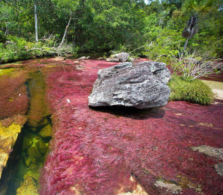 Cano Cristales7 Colombia Reis Atacama Be