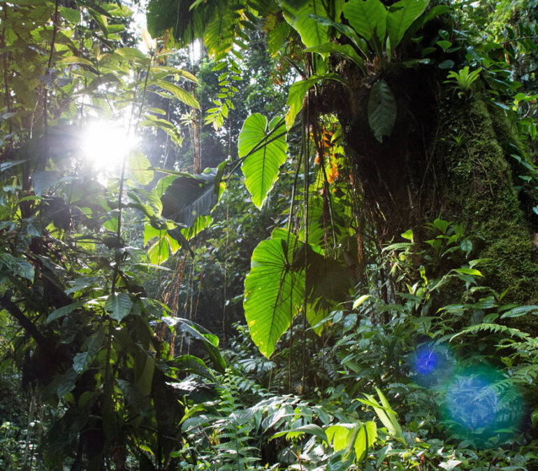 Jungle4 Colombia Reis Atacama