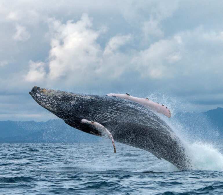 Pacific2 Colombia Reis Atacama Be