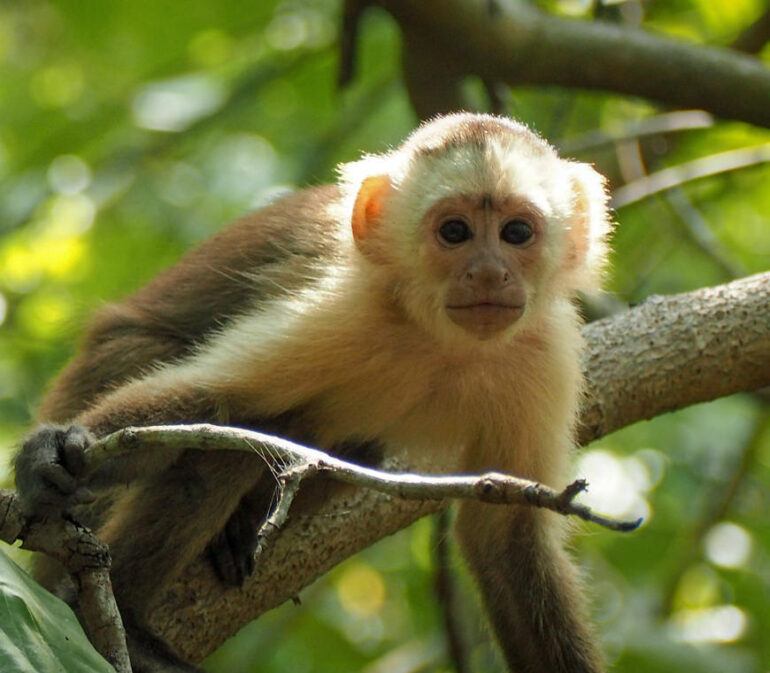 Tayrona3 Colombia Reis Atacama