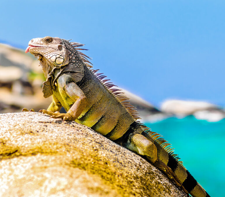 Tayrona8 Colombia Reis Atacama Be