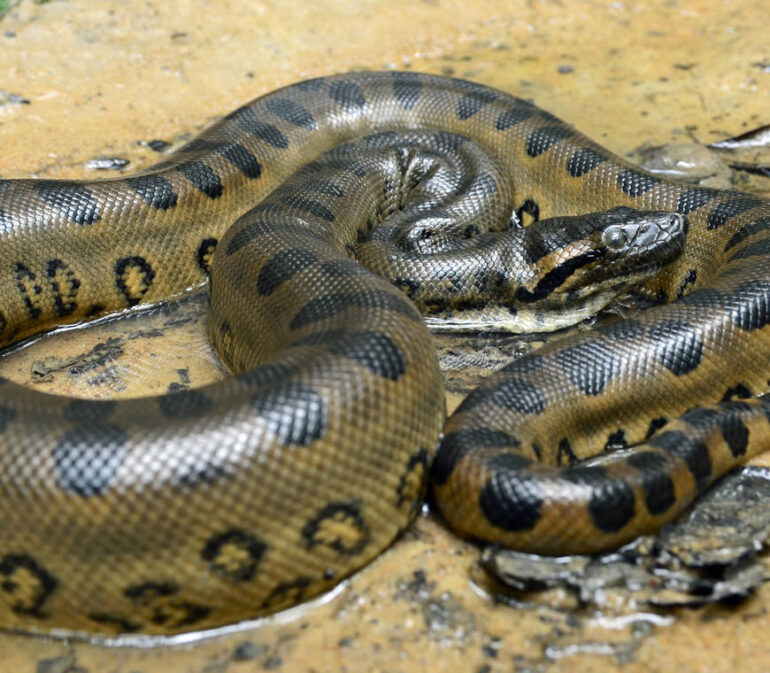 Casanare9 Colombia Reis Atacama Be