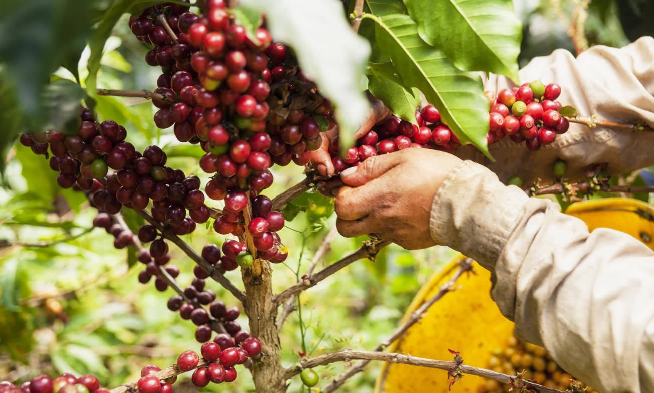 Koffiedriehoek4 Colombia Specialist Reis