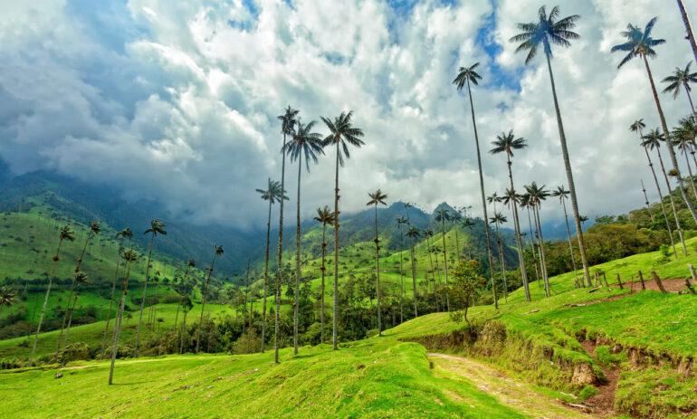 Koffiedriehoek6 Colombia Specialist Reis