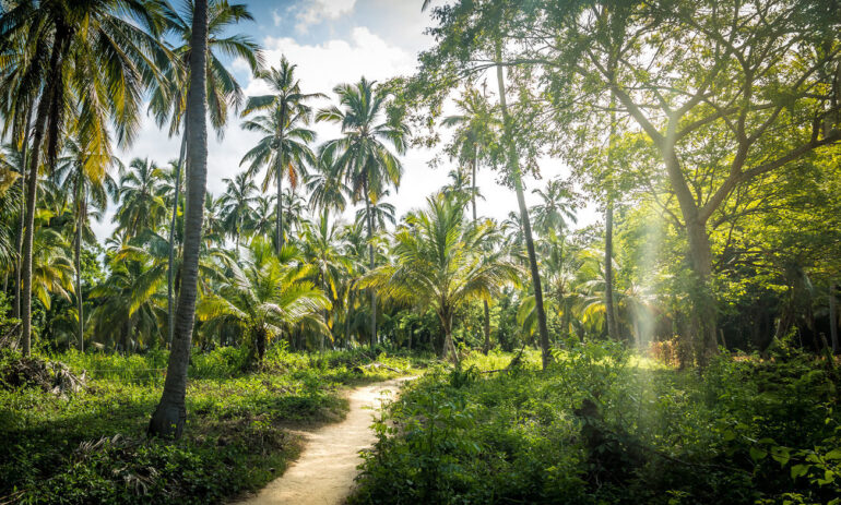 Tayrona3 Colombia Specialist Reis