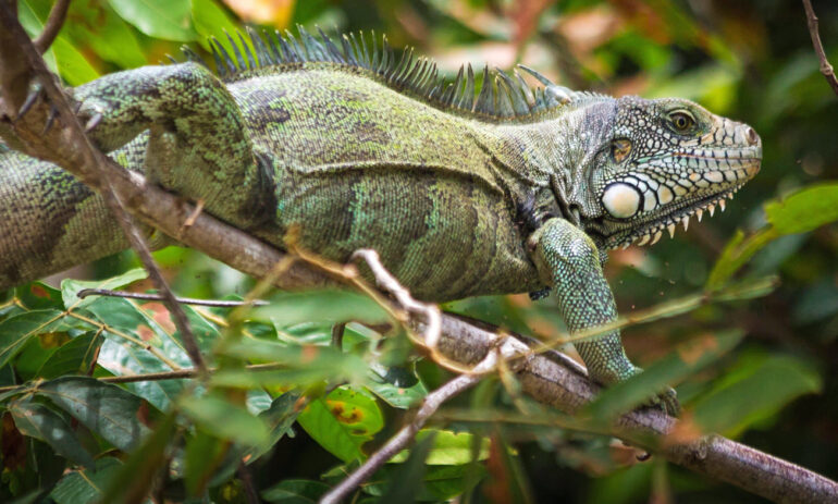 Cano Cristales8 Colombia Specialist Reis