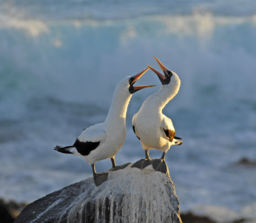Atacama Reizen Ecuador48