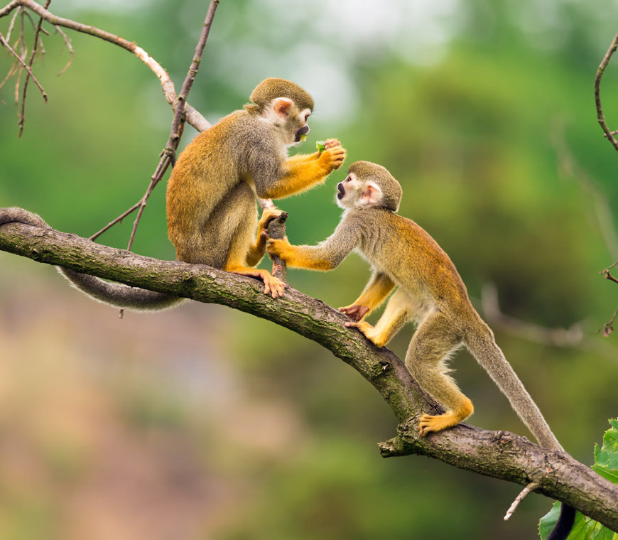 Atacama Reizen Ecuador72