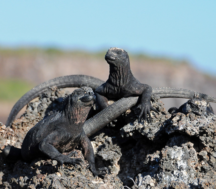 Atacama Reizen Ecuador © Helen De Meyer