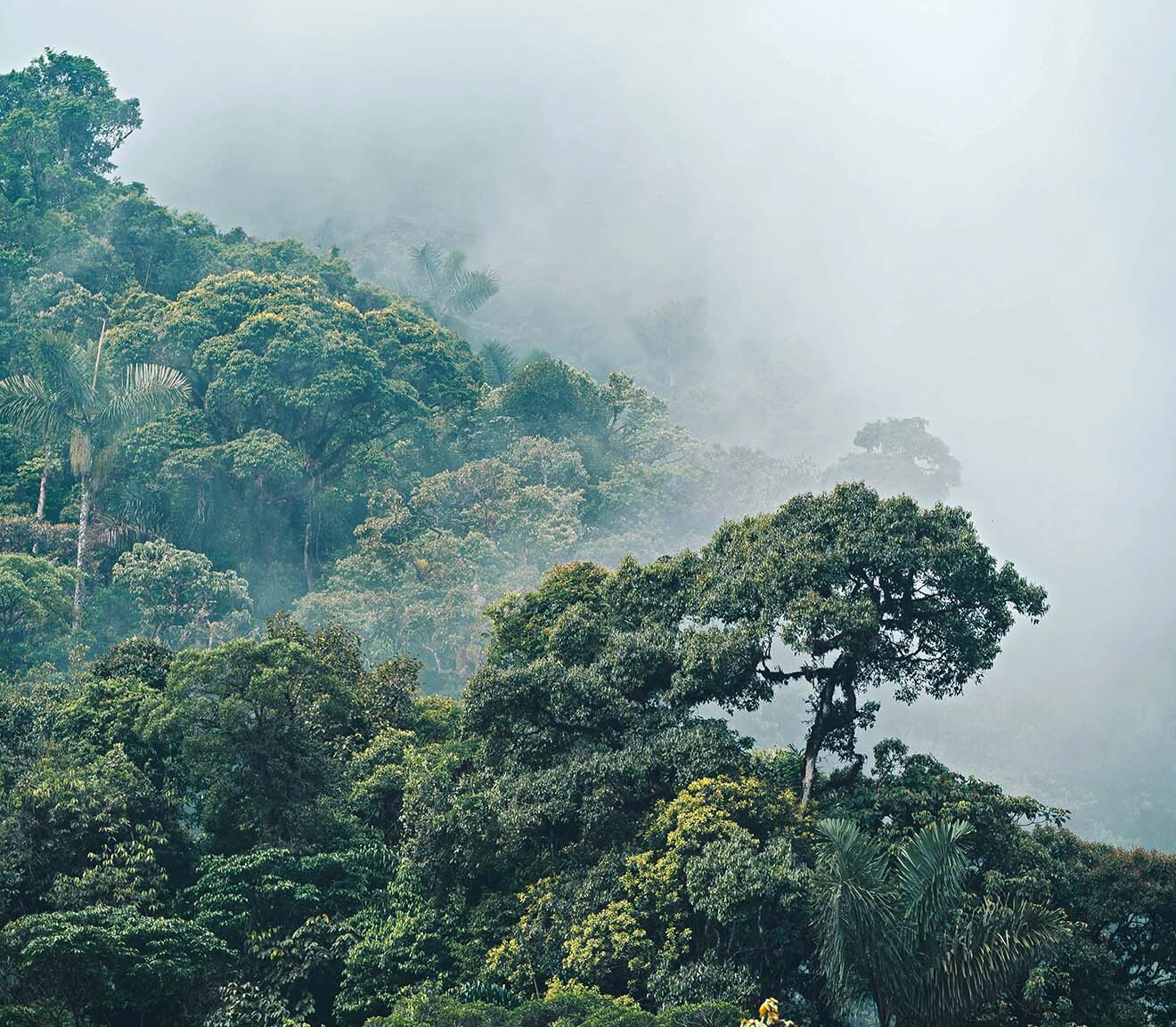 Ecuador Reis 87161111