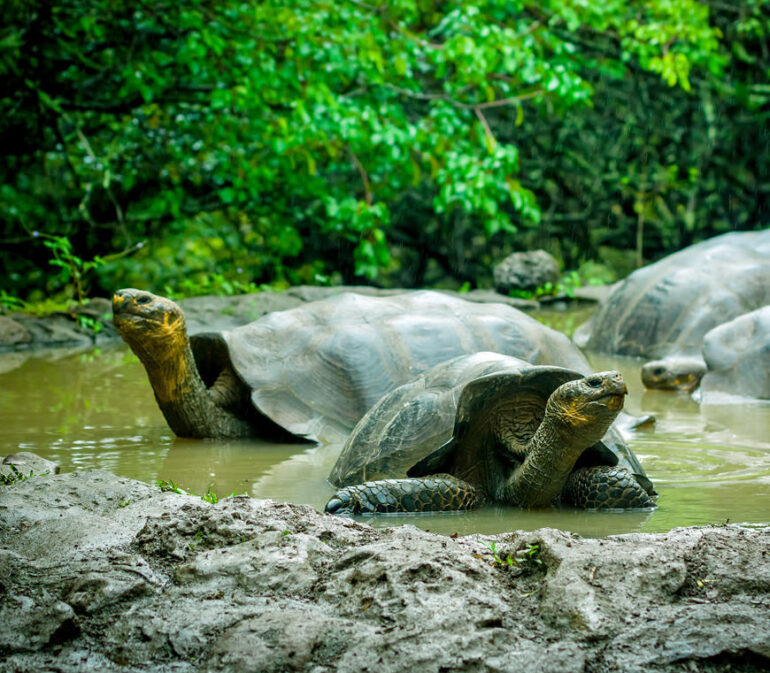 Atacama Specialist Ecuador Galapagos Rondreizen Finch Bay Hotel2