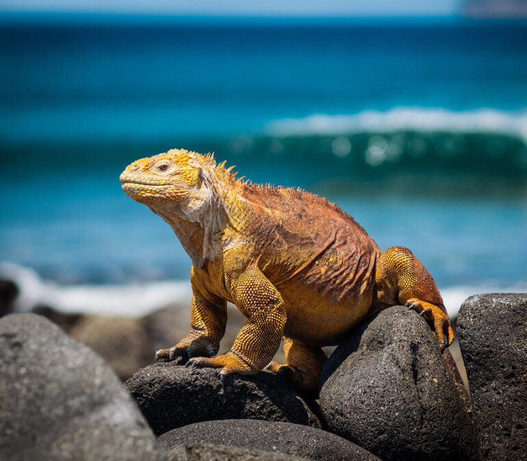 Atacama Specialist Ecuador Galapagos Rondreizen Finch Bay Hotel6