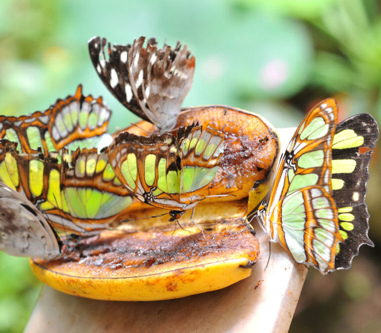 Atacama Reizen Ecuador32