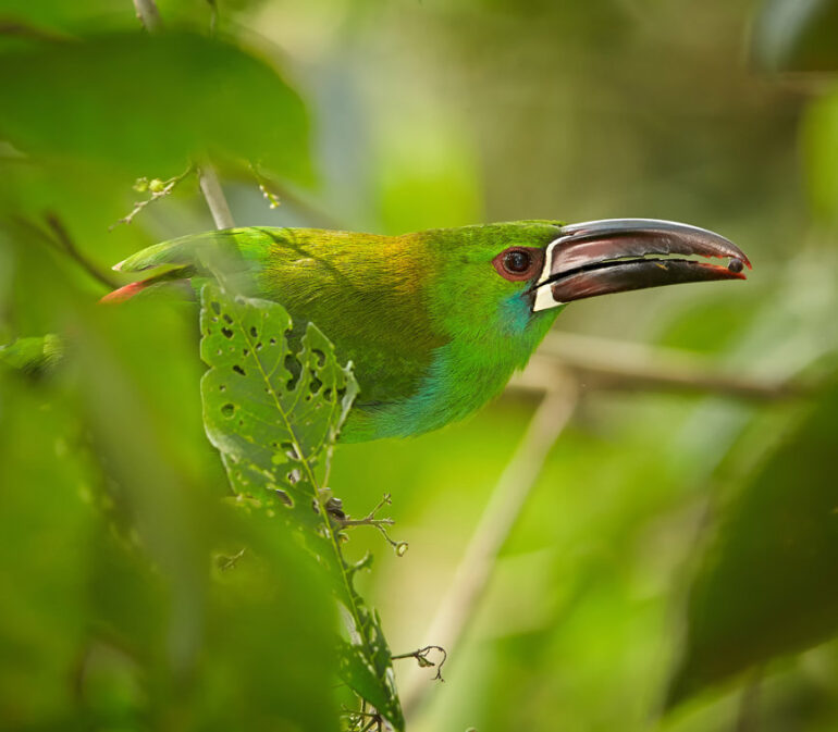 Atacama Reizen Ecuador35