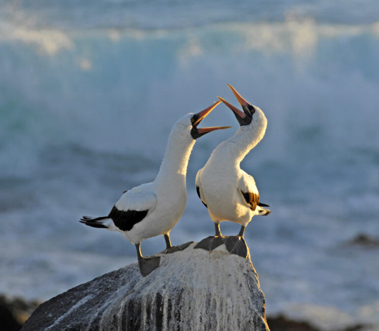 Atacama Reizen Ecuador48