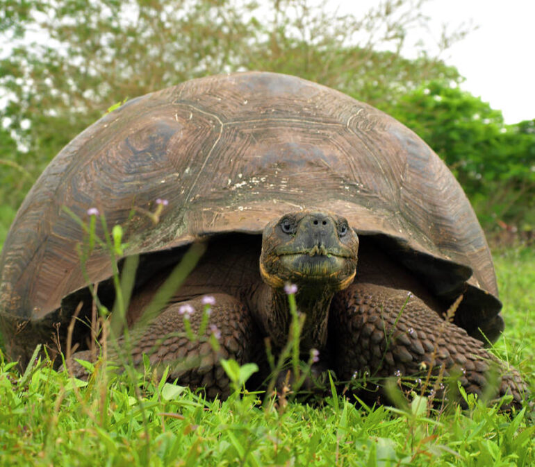 Atacama Reizen Ecuador50