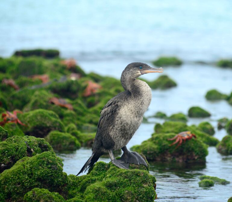 Galapagos Reizen 10 Beleving Atacama Be