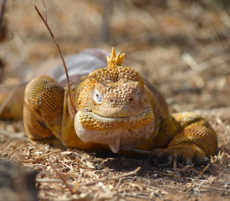 Galapagos Reizen 11 Beleving Atacama Be