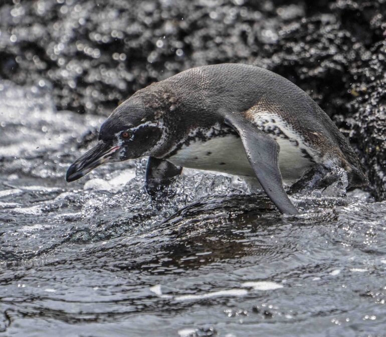 Galapagos Islands Penguin