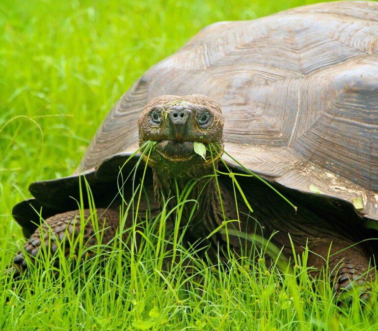 Galapagos Islands Schildpad