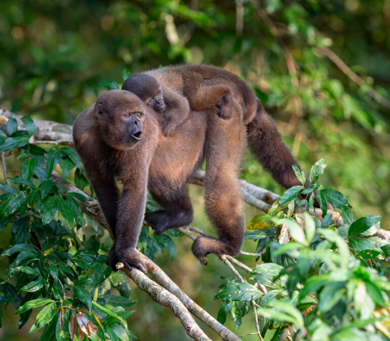 Ecuador Reizen Amazone Yasuni Lodge8