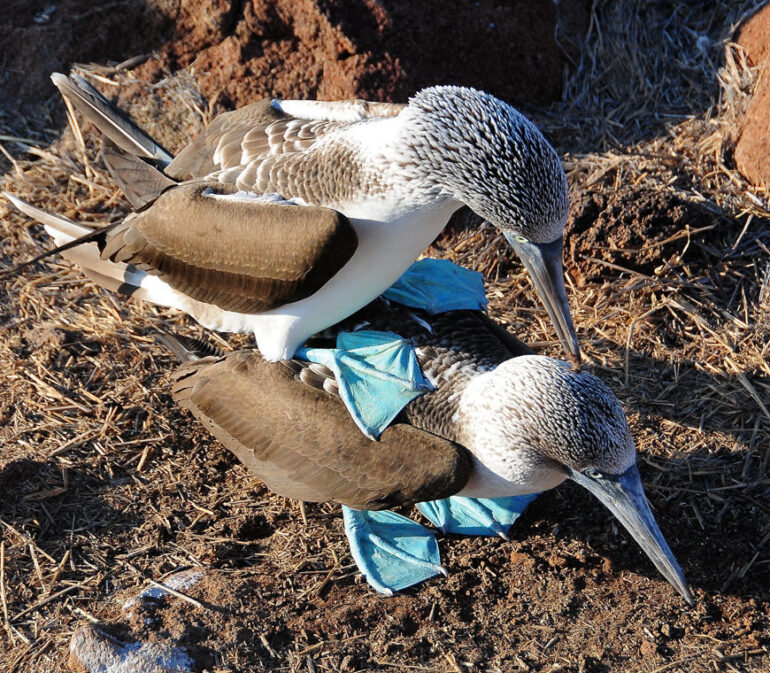 Galapagos Cruise Ecuador12