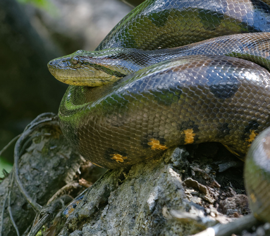 Ecuador Reizen Amazone Yasuni Lodge18