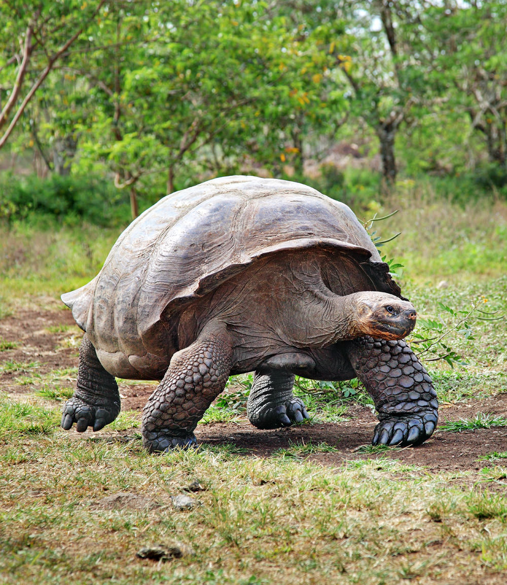Atacama Ecuador Reizen Galapagos Eilanden