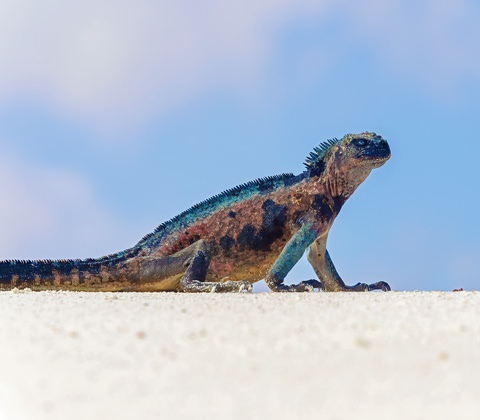 Ecuador Reizen Filter10