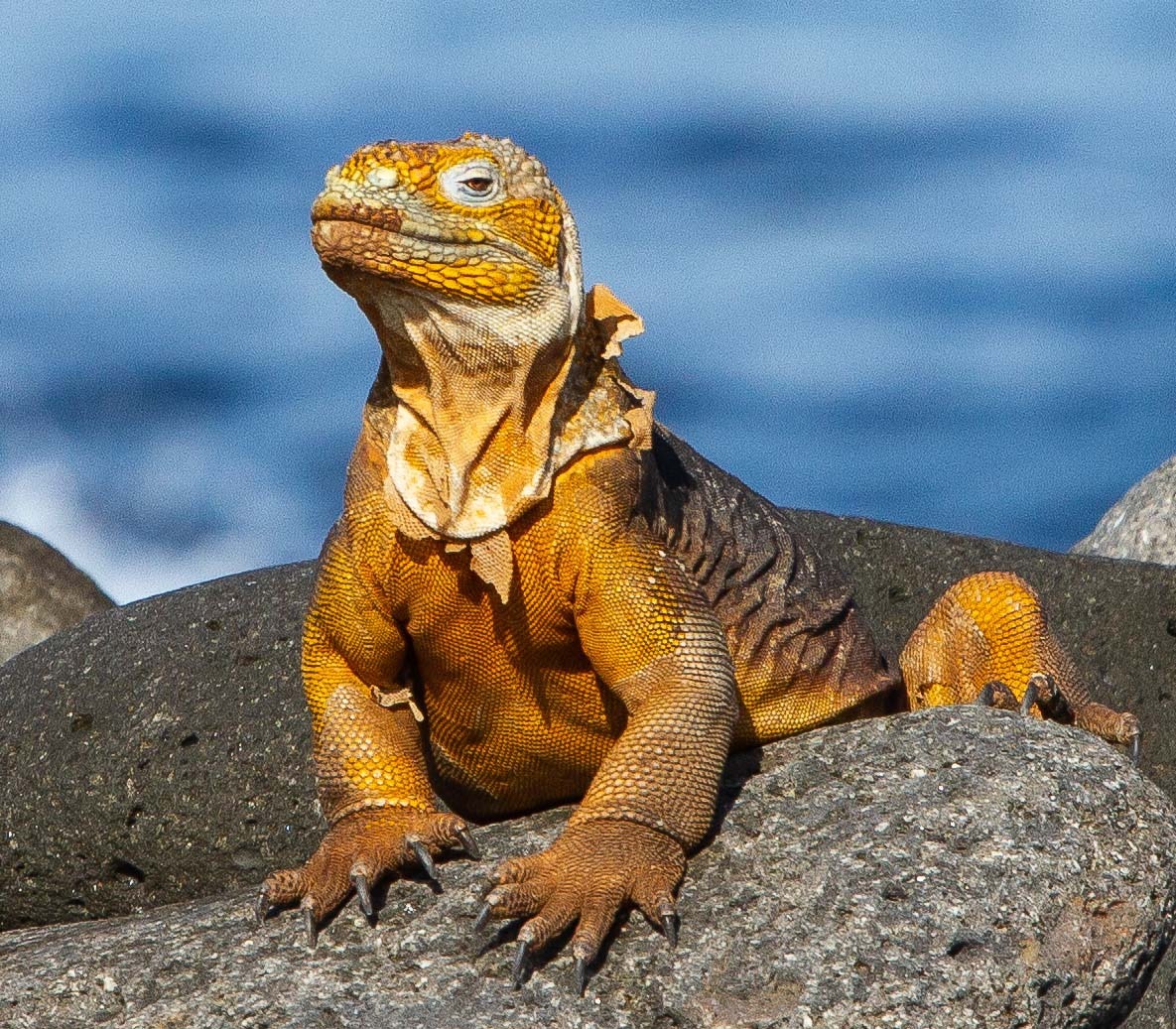 Ecuador Reis Filter48