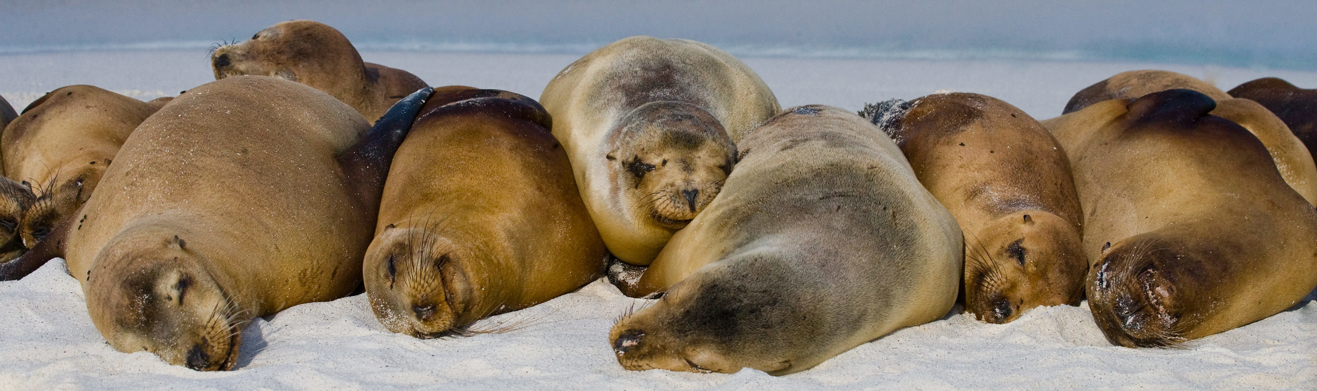 Atacama Specialist Ecuador Galapagos Rondreizen Finch Bay Hotel5