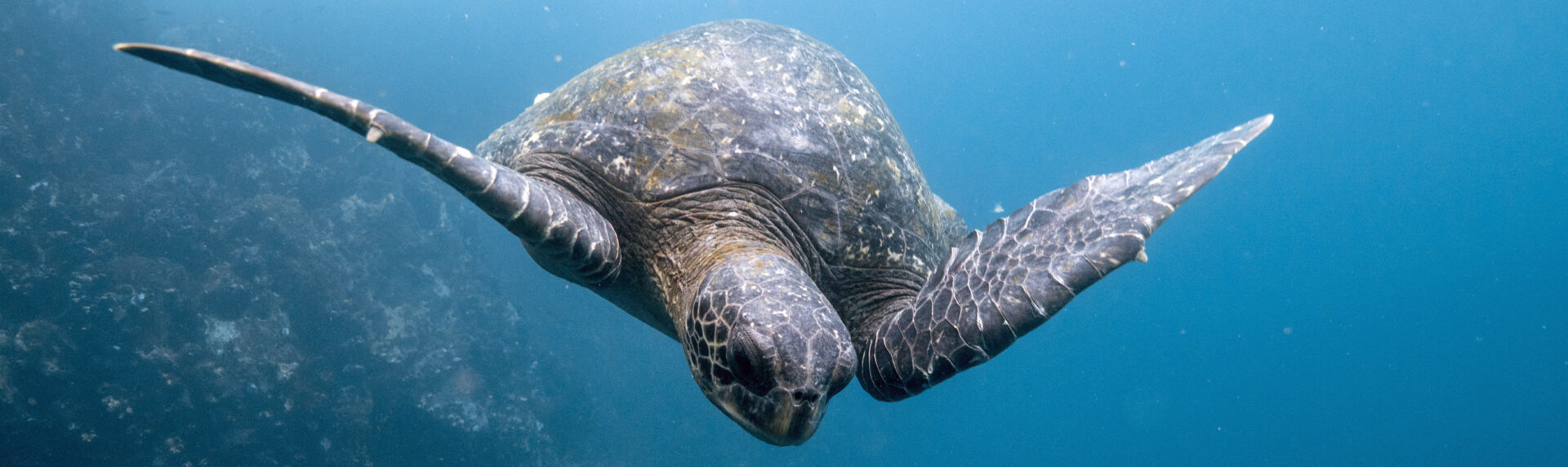 Galapagos Cruise Ecuador7