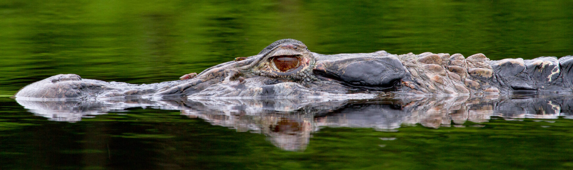 Pano Ecuador Reizen Amazone Yasuni Lodge Napo Wildlife Centre3