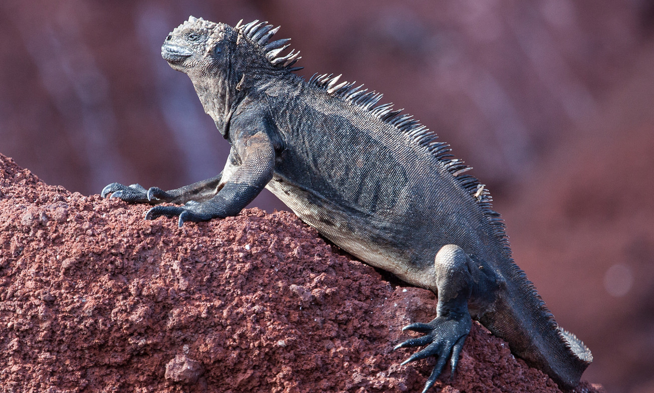 Atacama Specialist Ecuador Galapagos Rondreizen Finch Bay Hotel3