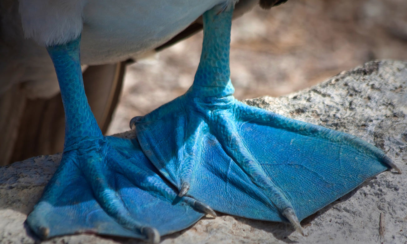 Atacama Specialist Ecuador Galapagos Rondreizen Finch Bay Hotel4