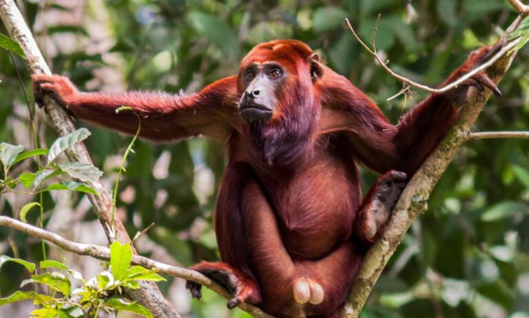 Atacama Napo Wildlife Centre4