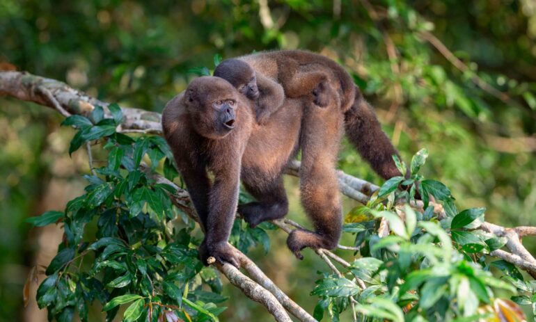 Atacama Amazone457867